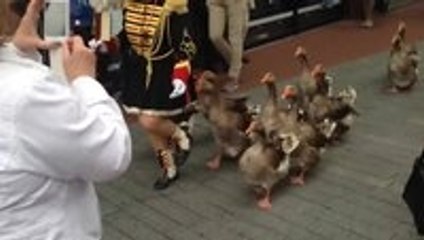 Geese marching band