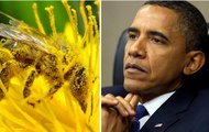 President Obama Launches Initiative To Save Disappearing Honey Bees