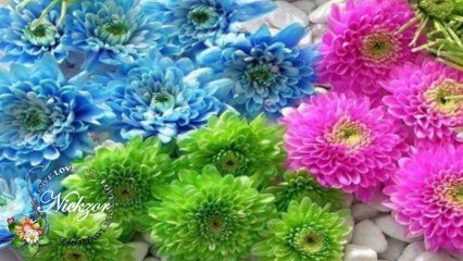 Koro - Aya Baktım Ay Hani