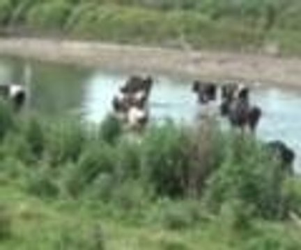 Büyükbaş hayvanlar strese girdi