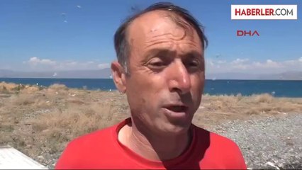 Van Gölü'nde Martıların Yaşam Mücadelesi