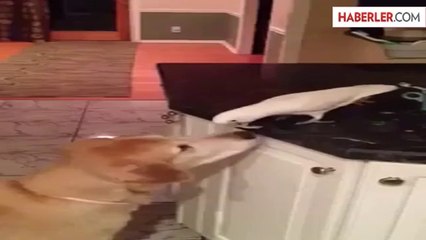 Hayvanların Dostluğu Görenleri Şaşırttı