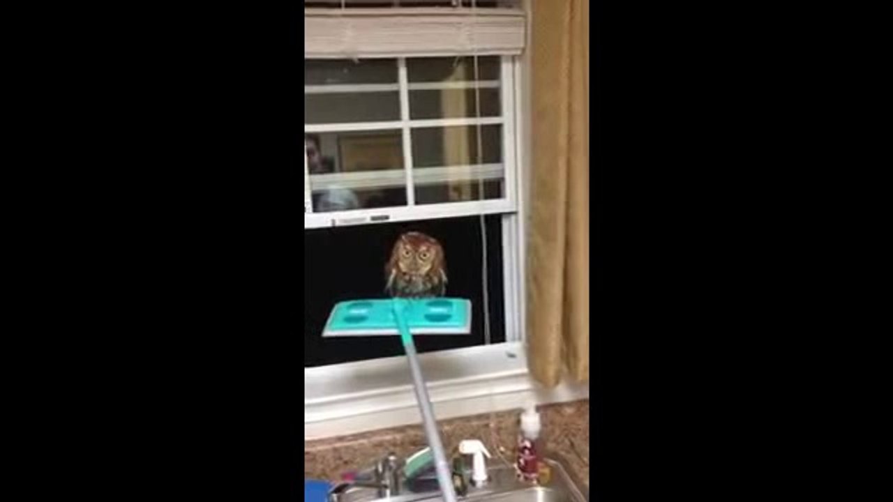 The Owl Whisperer!