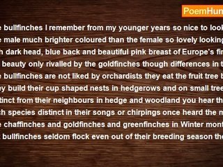 Francis Duggan - Bullfinches