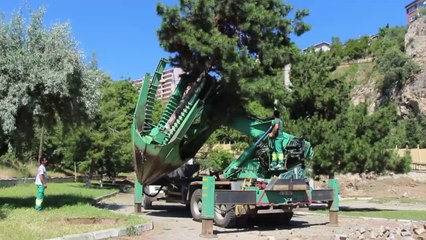 Edebali'de Ağaç Kesim