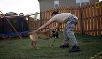 Soldat adopte un chien qui lui a sauvé la vie