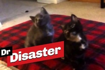 Des chatons qui ont le Swag / Dr Disaster
