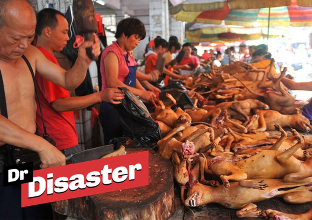 Choc : le festival de la viande de chien / Dr Disaster