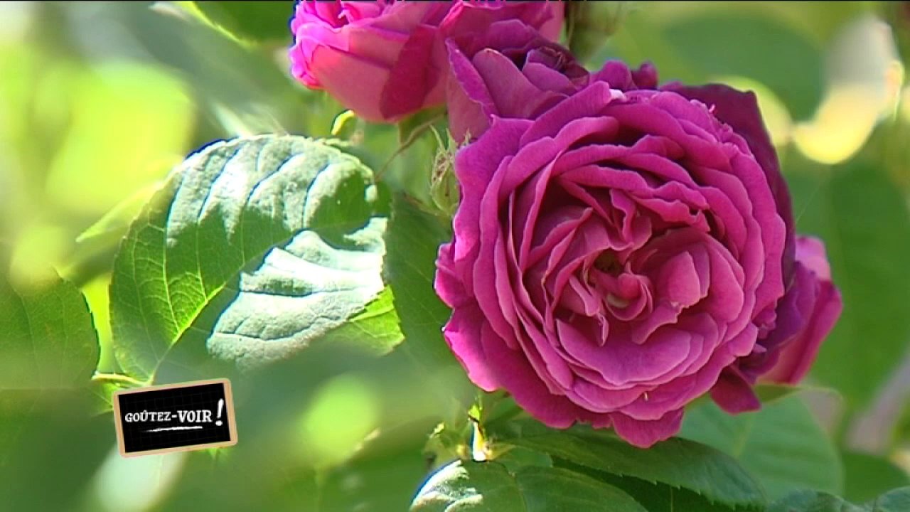 Les roses de Jacques