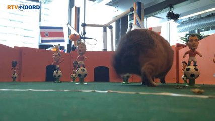 Sikko voorspelt: Winst voor Engeland - RTV Noord