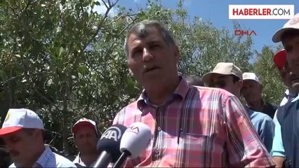 Hakkari Dağlarındaki 65 Bin Menengiç Ağacına Antep Fıstığı Aşısı Yapıldı