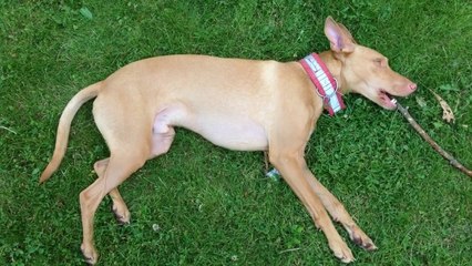 Aitch lying on the grass chewing a stick