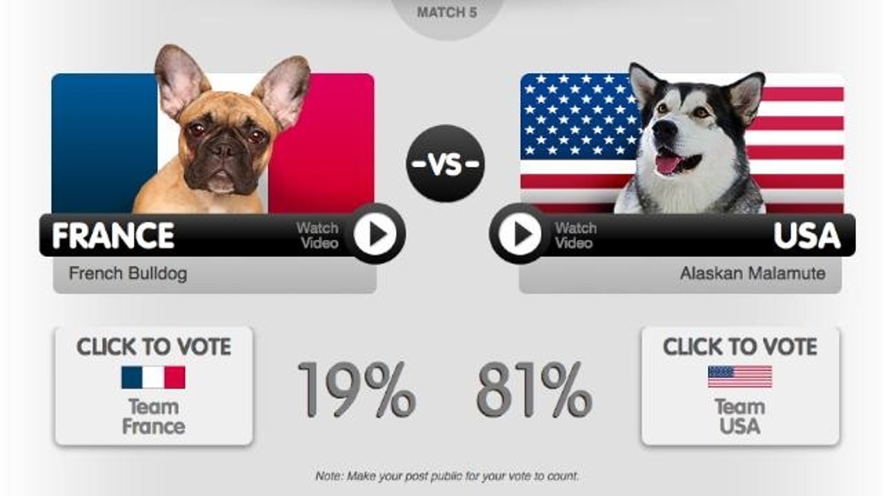 6 chien nationaux s’affrontent lors de la 'World Pup' d’Animal Planet
