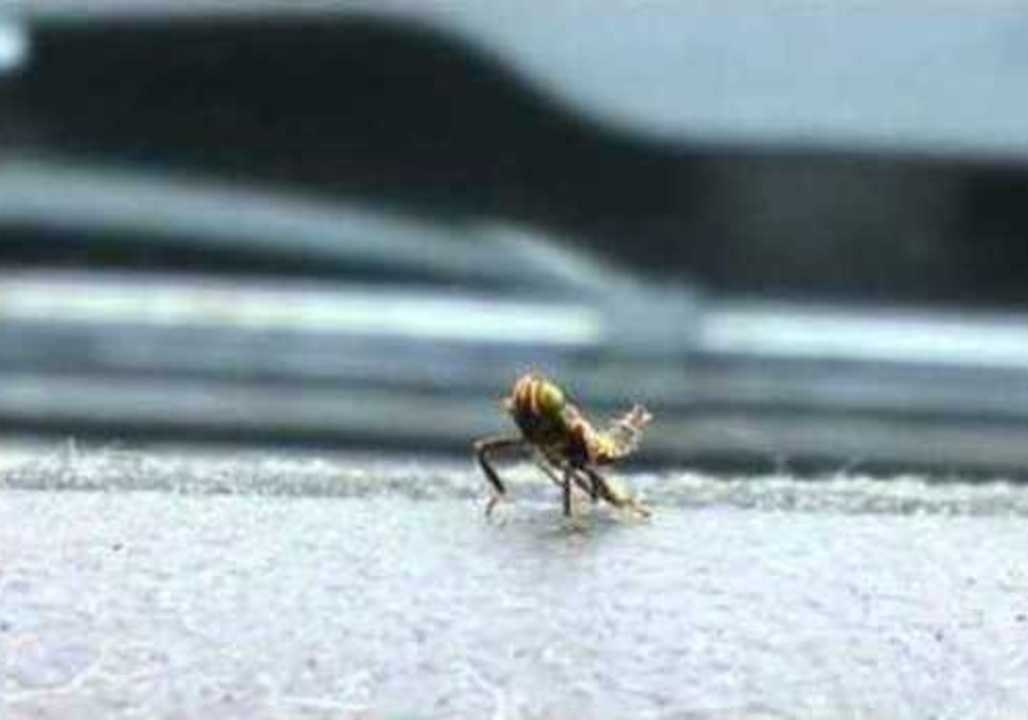 Dancing Insect Quickly Turns Into Ninja