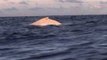Rare Albino Whale Resurfaced Off Australian Coast