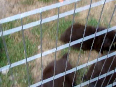 chiots terre neuve marron bronze de l'élevage de VALOYAN