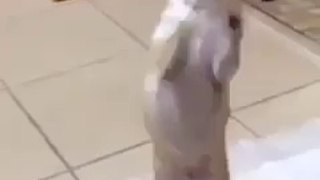 funny dog dance