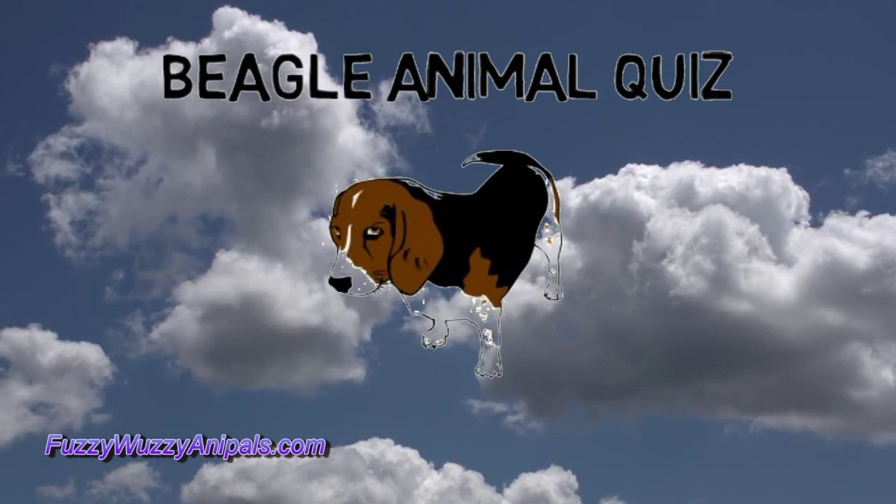 Beagle Animal Quiz