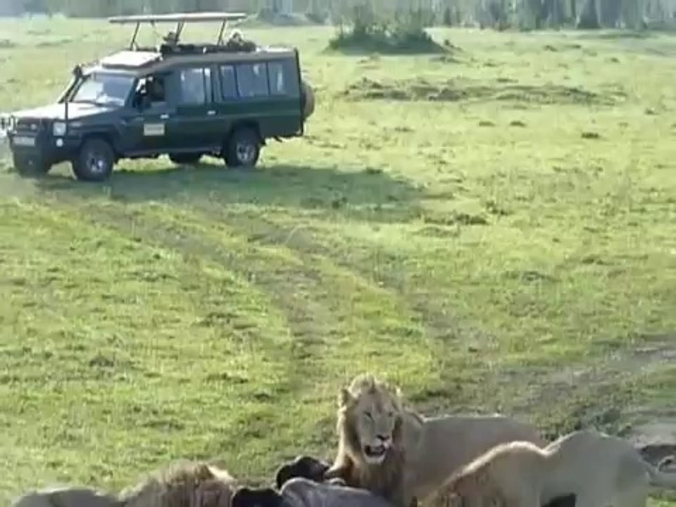 Lion attacks Buffalo in Masai Mara, Kenya with Wanyama Africa Safari ...