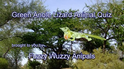 Green Anole Animal Quiz