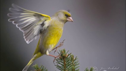 Florya Kuşu Dik Ötüm ve Ders Yapıyor