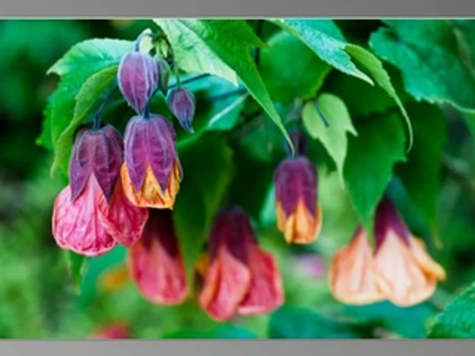 Flower Slideshow 4 minutes