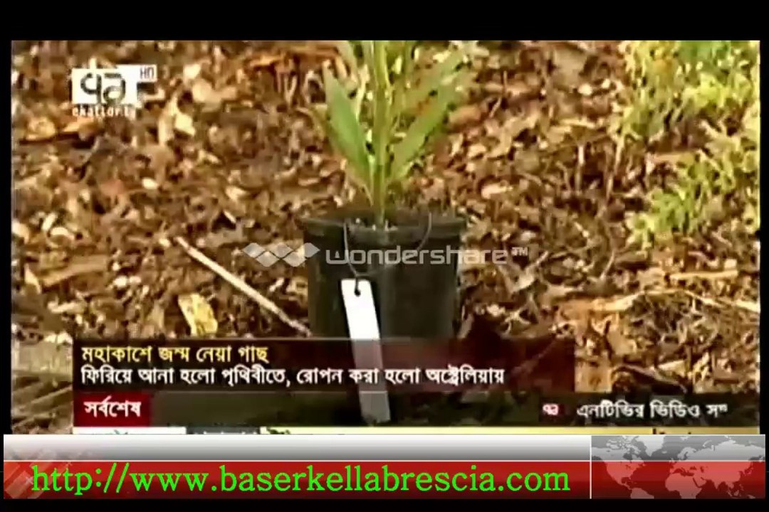মহাকাশে জন্মনেয়া গাছ পৃথিবীতে ফিরিয়ে এনে অষ্ট্রেলিয়ায় রোপণ করা হয়েছে