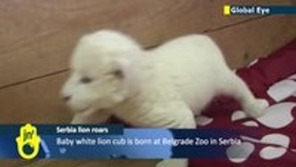 Lion cub giving us his best roar