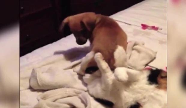 Chiens assis sur des chats (Compilation)