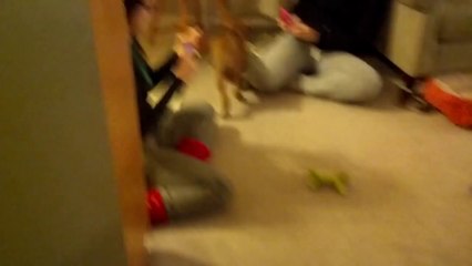 Adorable boxer puppy.