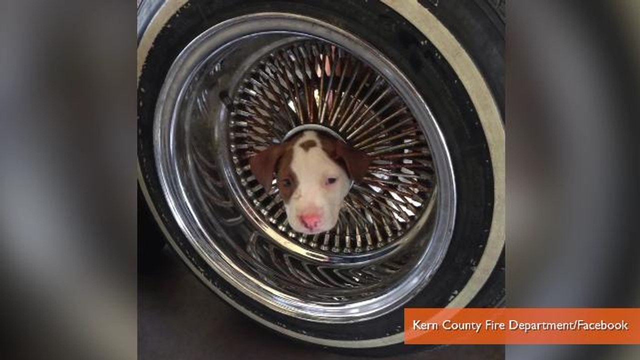 Des pompiers Californiens sauvent un chiot coincé dans une roue de voiture