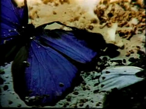 BBC Ascent of Man - 08 - The Ladder of Creation