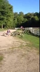 Yavru Keçiler Kızın Peşinde