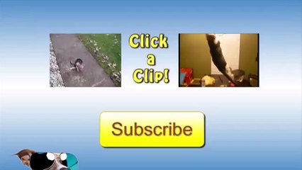 Angry Birds Compilation