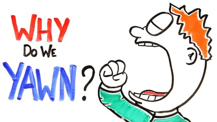 Why Do We Yawn? 🤔