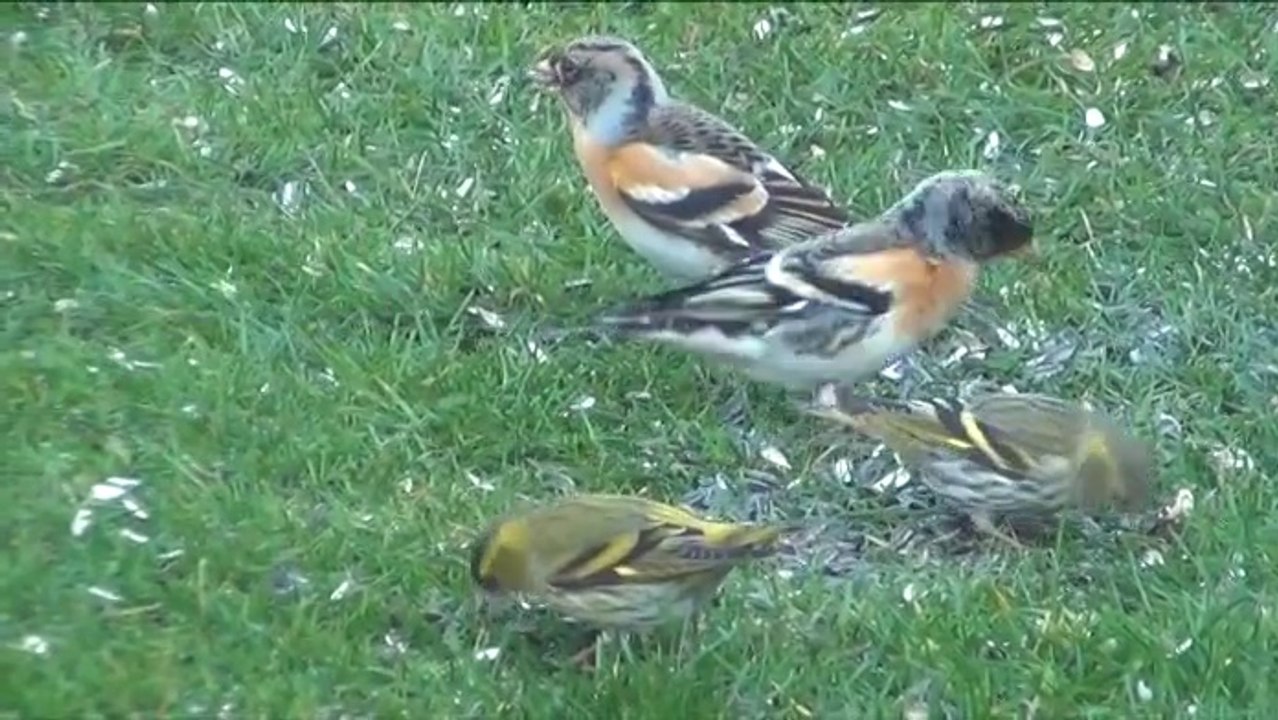 Les oiseaux et le froid