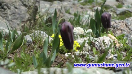 İstanbullu Dağcılar Gümüşhane’nin En Yüksek Zirvesinde