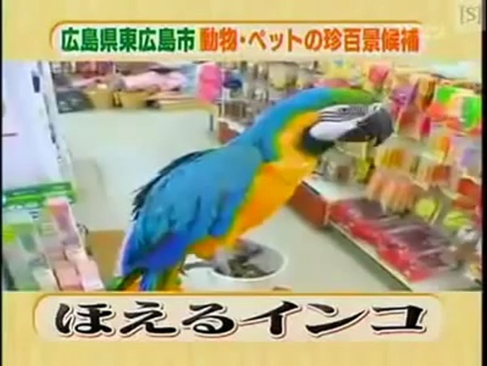 Köpeğe Havlayan Papağan