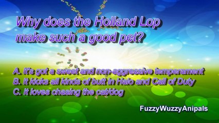 Lop Eared Bunny Animal Quiz