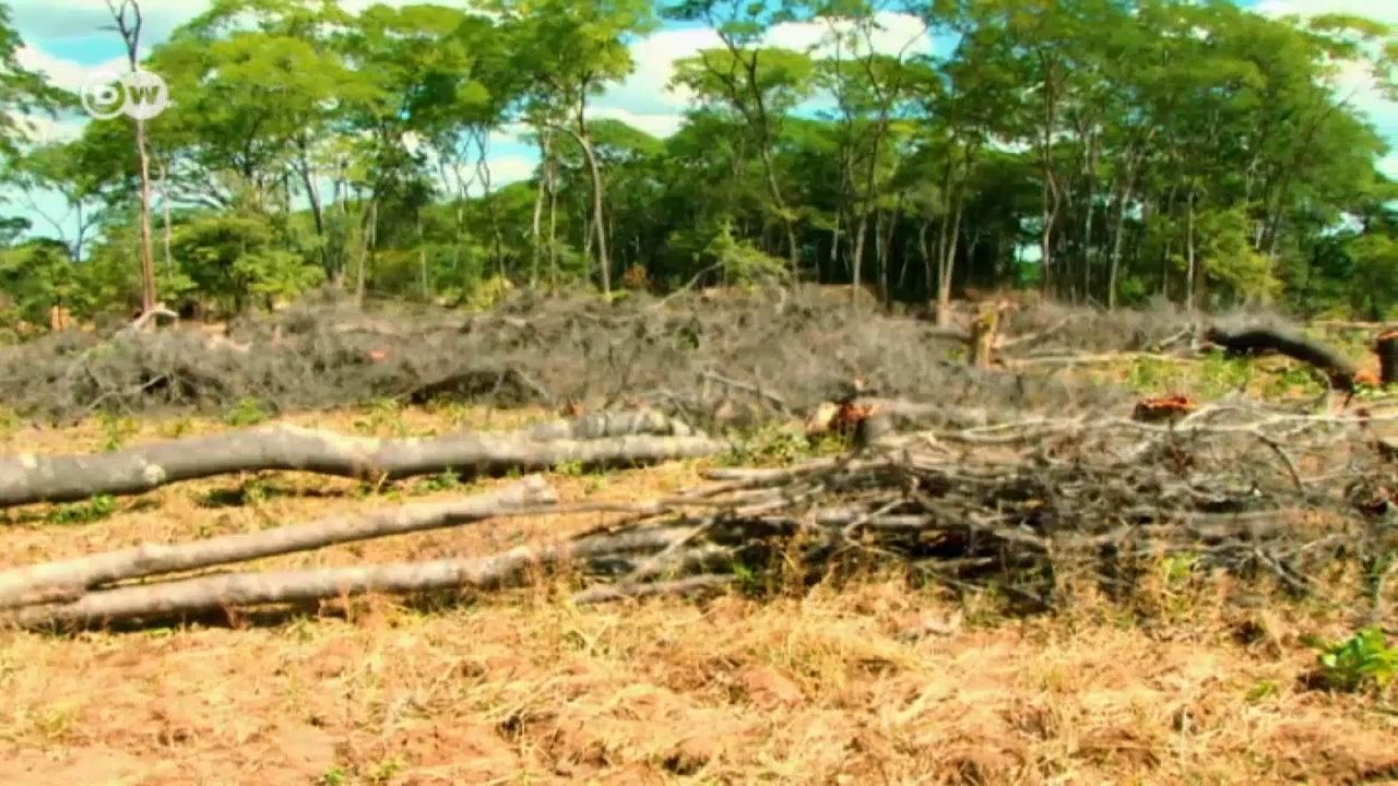Científicos estudian el bosque seco más grande del mundo, Miombo |