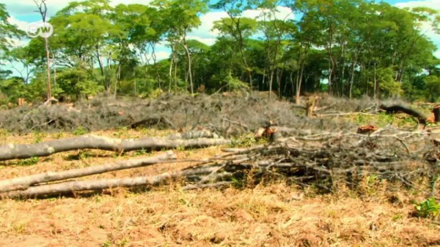 Measuring the Miombo forest | Global Ideas