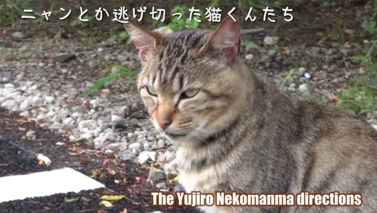 ニャンとか逃げ切った猫くんたち　2014年