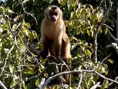 Болельщиков в Бразилии ждут дикие аллигаторы