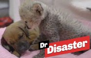 Un chiot et un bébé guépard meilleurs amis / Dr Disaster