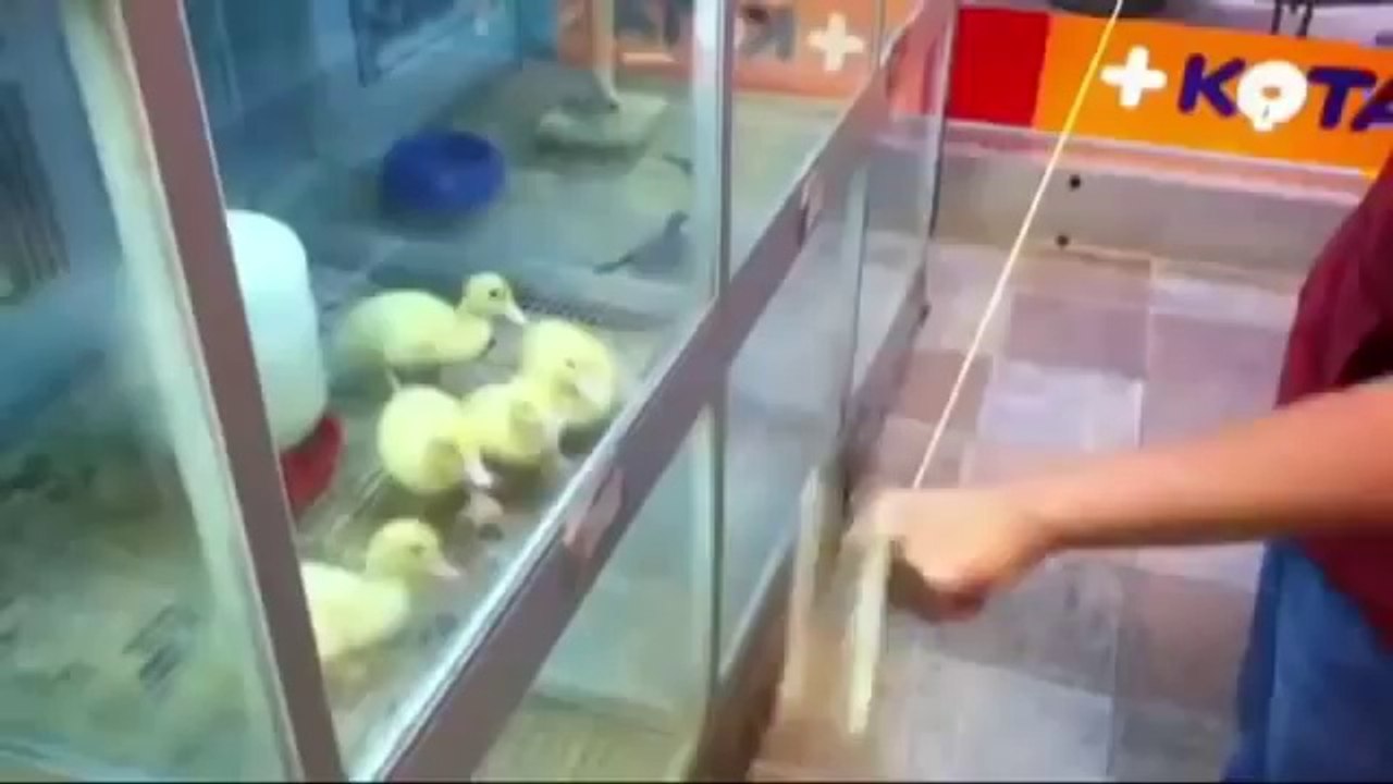 Best Funny Videos