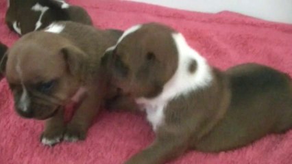 14ème vidéo JUNE Chiot n°2 de la 16ème portée de Staffordland