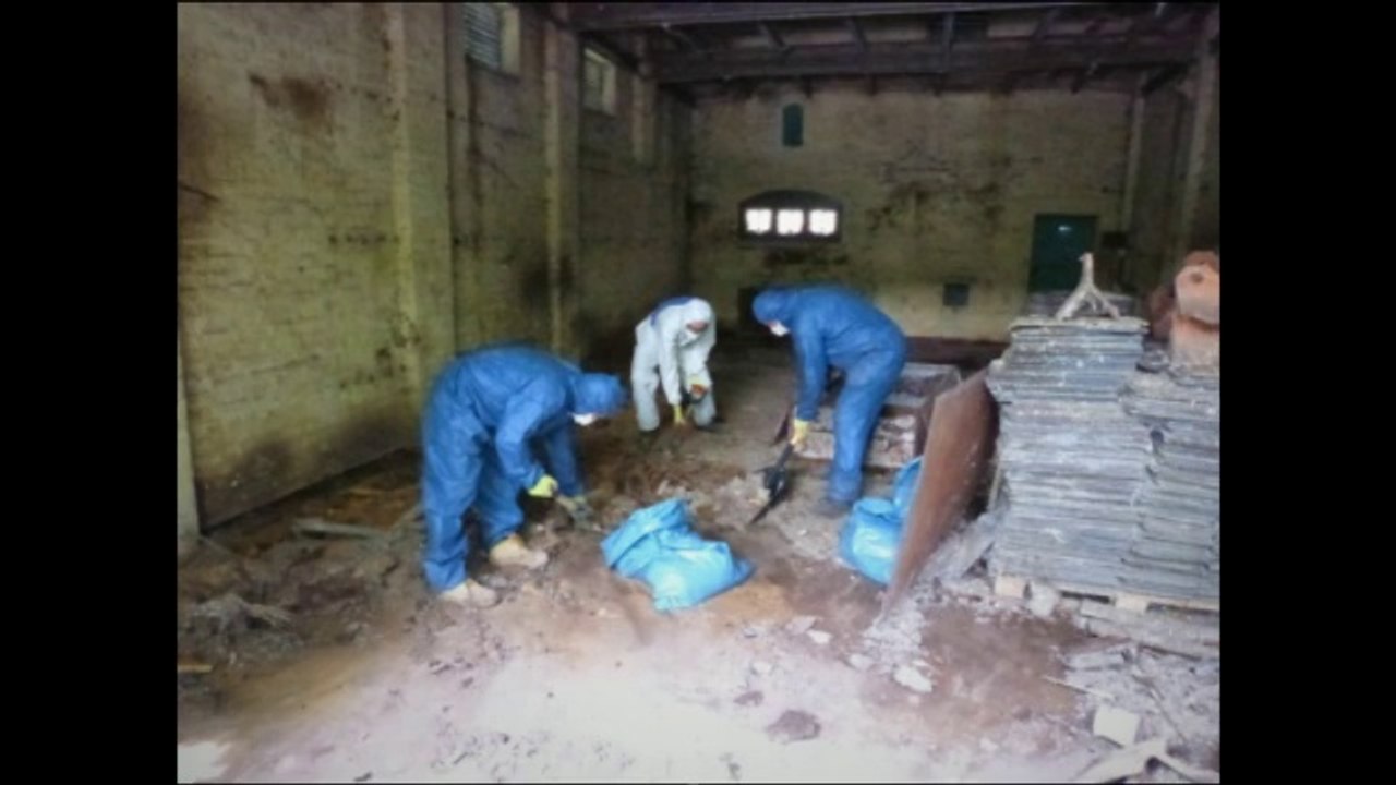 Pest Bird Proofing and Control in London