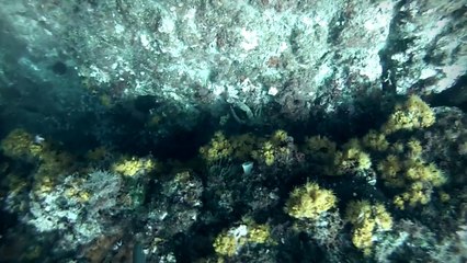 un lunes cualquiera bajo el mar