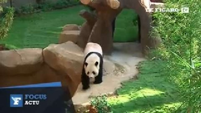 Le premier ministre malaisien a accueilli les pandas prêtés par la Chine