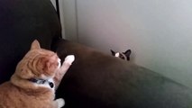 House Cat Awkwardly Meets Guest Cat